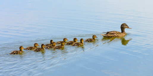 Ducklings in a row follow their mother.