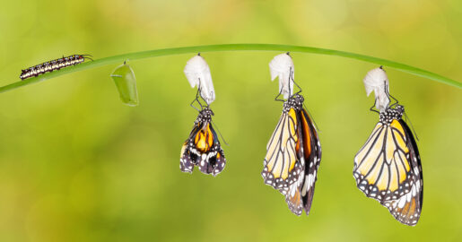 An image of butterflies emerging from their cocoons.