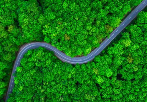 An aerial shot of a tree-laden forest with a paved road curving through it.